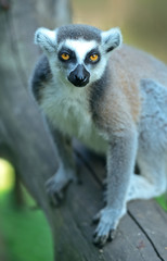Lemur