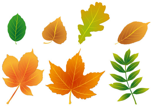 foliage
