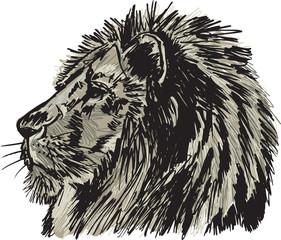 Sketch of a big male African lion. Vector illustration