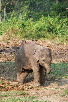 Baby elephant in Chitwan national park