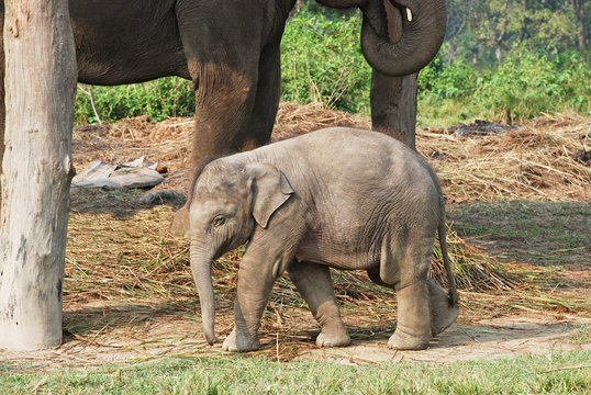 Baby elephant with mother, Chitwan national park