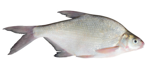 bream isolated
