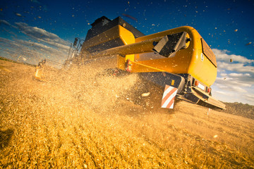 moisson ble jaune