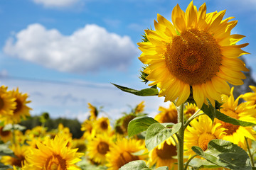 Obraz premium Sunflower field.