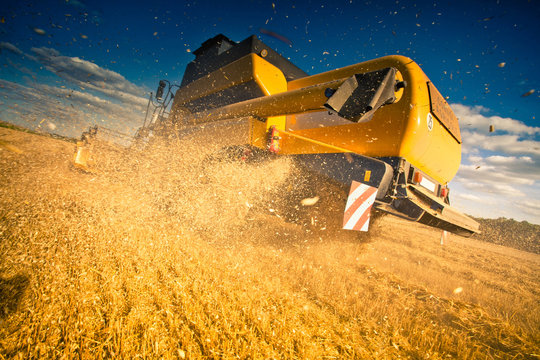 moisson ble jaune