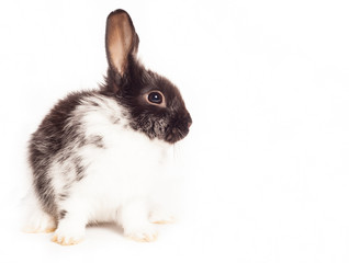 Rabbit isolated on a white background