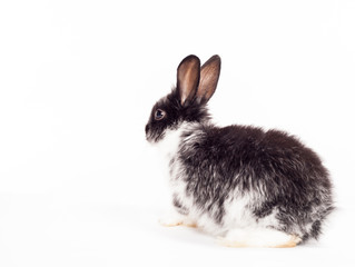 Rabbit isolated on a white background