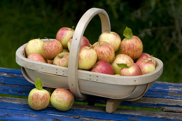 fresh apples in a wooden trug