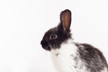 Rabbit isolated on a white background