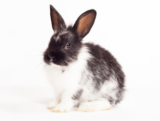 Obraz premium Rabbit isolated on a white background
