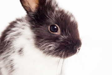 Rabbit isolated on a white background
