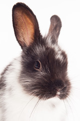 Rabbit isolated on a white background