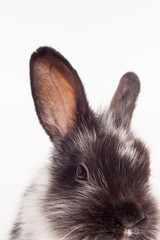 Rabbit isolated on a white background