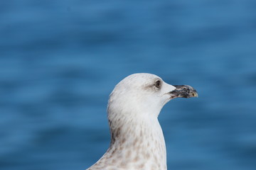 testa di gabbiano