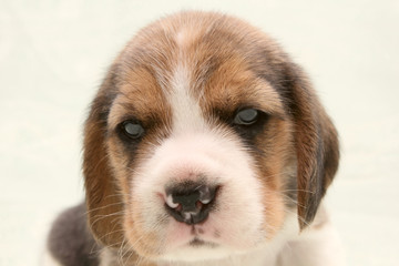 puppy dog beagle