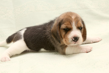 puppy dog beagle