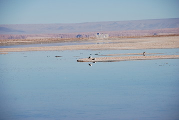 Fototapeta na wymiar Atacama Salt Flats