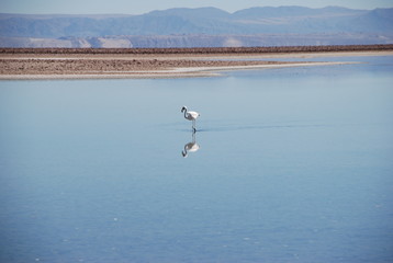 Flamingo on Salt Flats, Chile