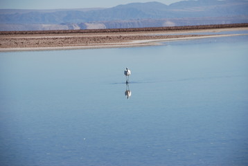 Flamingo on Salt Flats, Chile