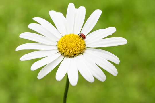 roter marienk&auml;fer auf sch&ouml;ner margerite vor gr&uuml;nem hintergrund
