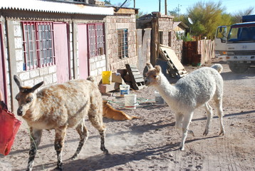Llamas in Chilean Village 