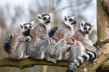 Lemur family - obrazy, fototapety, plakaty
