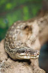 Snake with copyspace
