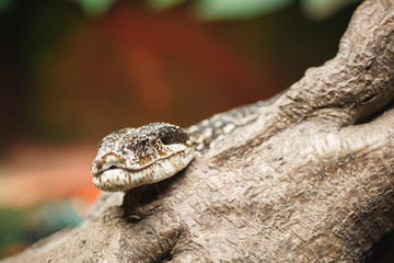 Snake with copyspace