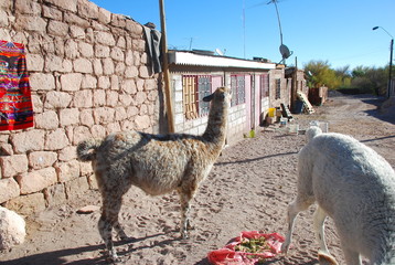 Llamas in Chilean Village 
