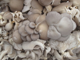 Wild edible organic mushrooms on display at farmer s market
