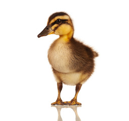 Domestic duckling