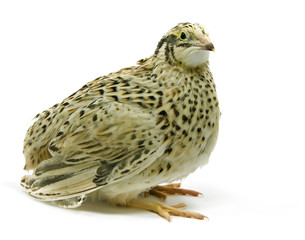 Adult quail isolated on white background