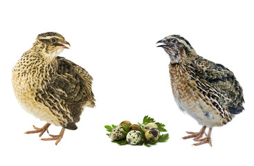 Adult quails with eggs isolated on white background