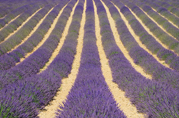 Fototapeta na wymiar Lavender Feld - Lawendowe pole 08