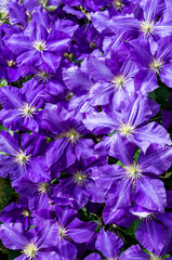 Clematis flowers as background
