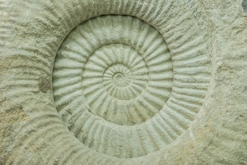 ammonite prehistoric fossil shell cross section texture