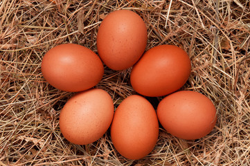 Eggs in nest