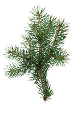 Fir branch