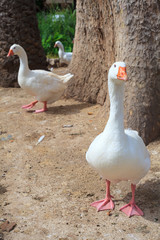 Photo of Goose in the Margherita park, Trapani