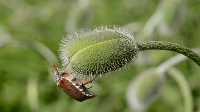 maybug on spring poppy bud