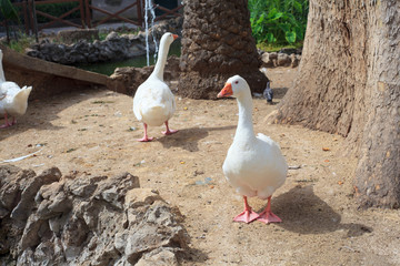 Photo of Goose in the Margherita park, Trapani