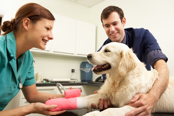 Male Veterinary Surgeon Treating Dog In Surgery