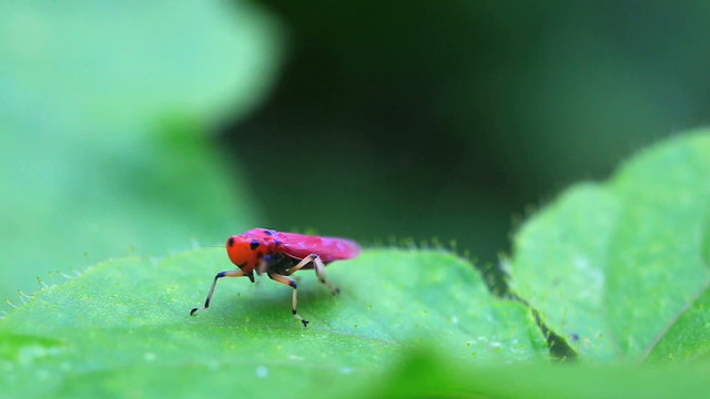 leafhopper walking on a leaf