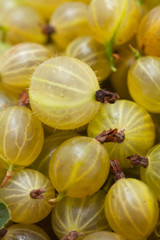 gooseberry background