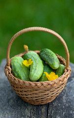 cucumbers in a basket on garden table