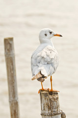Seagull hold on bamboo