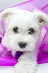 Bichon maltais 2 mois