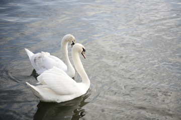 Graceful swan