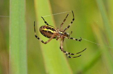 épeire frelon