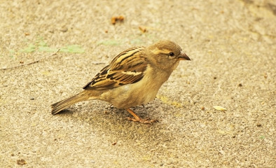 A grey sparrow is on the asphalt